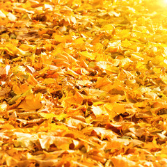 Autumn fallen orange leaves in a park