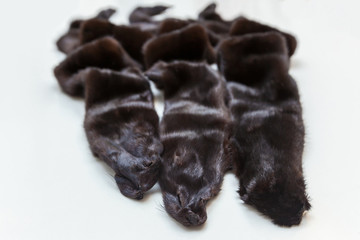 Three black minks.