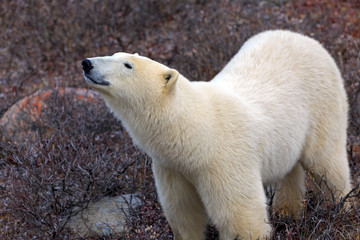 Fototapeta premium Eisbär