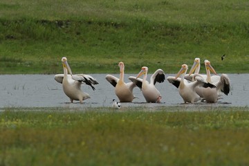 Розовый пеликан. © reznik_ov