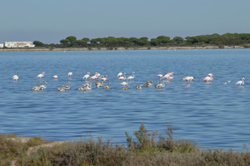 paisajes de marismas y aves en las salinas  