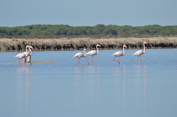 Naklejka premium paisajes de marismas y aves en las salinas 