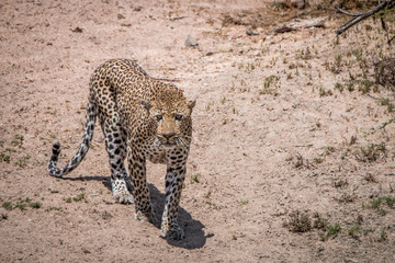 Fototapeta na wymiar Leopard walking in the sand.