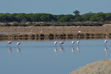 paisajes de marismas y aves en las salinas  