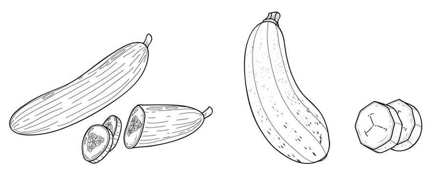 Zucchini und Schlangengurke
