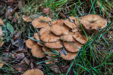 forest mushrooms