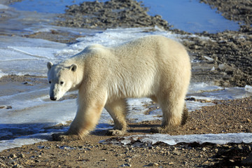 Eisbär