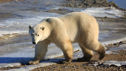 Eisbär