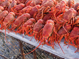 Red rock lobsters or crayfish stacked on a table