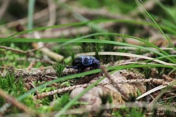 Beetle walking on the forest ground