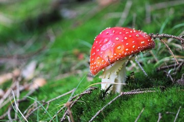 Fly agaric