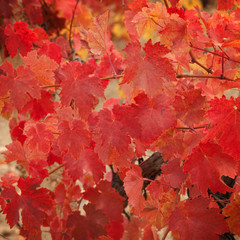 Naklejka na ściany i meble Red leaves of the vineyard