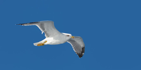 Seagull Flying in blue sky