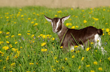Small a young goat in the grass