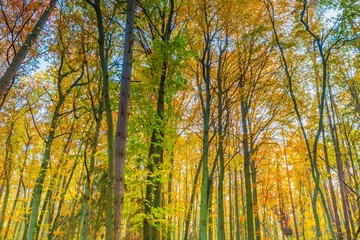 Fototapeta premium Piękne jesienne gałęzie widziane z dołu