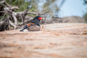 Bateleur standing on a koppie.