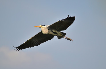 Obraz premium Graureiher, Ardea cinerea