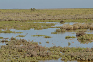 paisajes de marismas y aves en las salinas 
