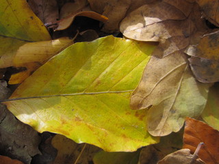 Желтый лист