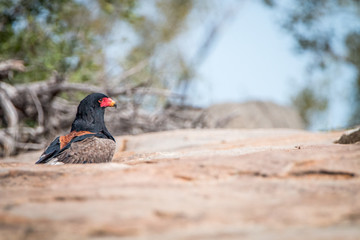 Bateleur standing on a koppie.
