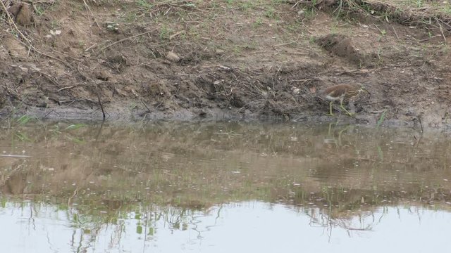 yellow bittern bird is walking along the pond shore