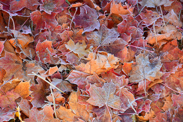 Autumn leaves background