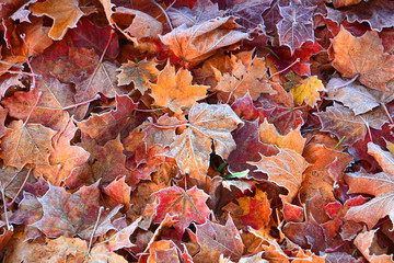 Autumn leaves background