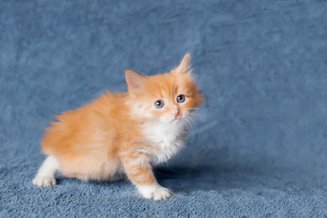 Fototapeta na wymiar Adorable little ginger kitten. sneaks. age 2 months