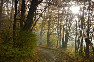 Autumn foggy landscape with country road