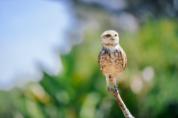 Closeup view on Burrowing Owl Athene Cunicularia standing, outdoors background