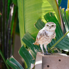 Closeup view on Burrowing Owl Athene Cunicularia standing, outdoors background