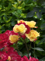 薔薇