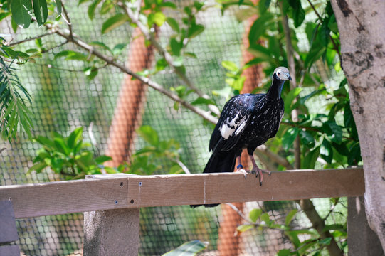 Pipile Cumanensis or Piping Guan on outdoors background