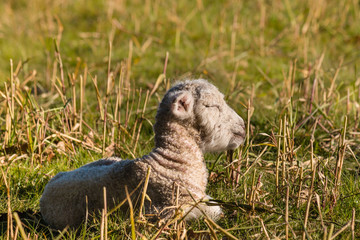 closeup of newborn lamb sleeping on meadow