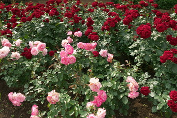 薔薇