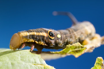 Vine Hawk Moth's False eye caterpillar (Hippotion rosetta)