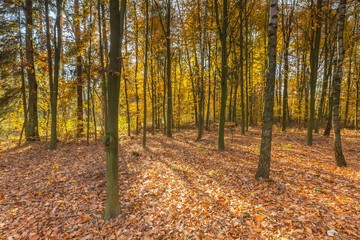 Obraz premium Beautiful european forest at fall