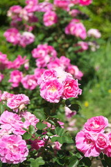 薔薇