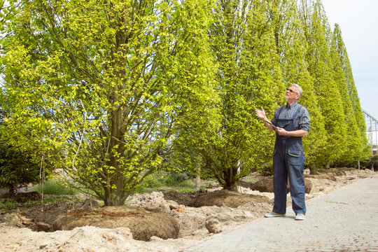 A gardener in overalls examines purchased trees in garden shop