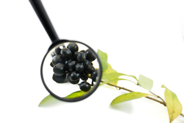 Privet; Ligustrum; vulgare  through a magnifying glass on white