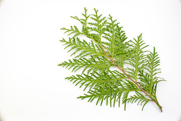 thuja leaf on white background