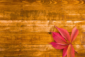 Autumn maple leaves on wooden background with copy space.