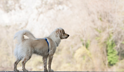 Cagnolino simpatico © minox86