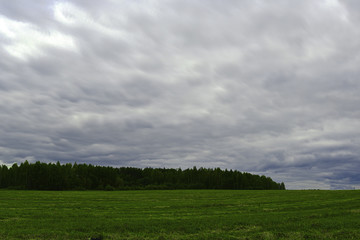 Fototapeta na wymiar field grass forest in the background and storm clouds