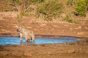 Fototapeta na wymiar Spotted hyena in a waterhole.
