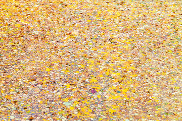 Fallen autumn leaves covering water