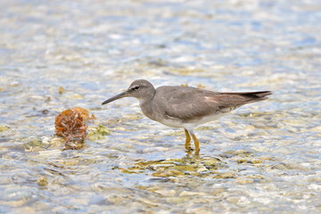 Wandering Tattler, bird, Polynesia