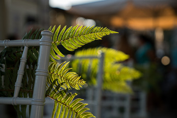 Fern leaves in sunshine. Wedding decorations.