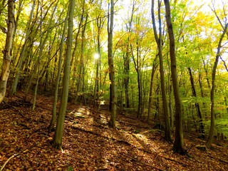 Yellow colorful leaves on deciduous trees in deciduous forest in wild nature during autumn