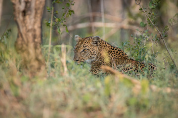 Leopard laying in the grass.
